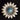 (66) 1 1/4" Daisy White/Turq - 1996701